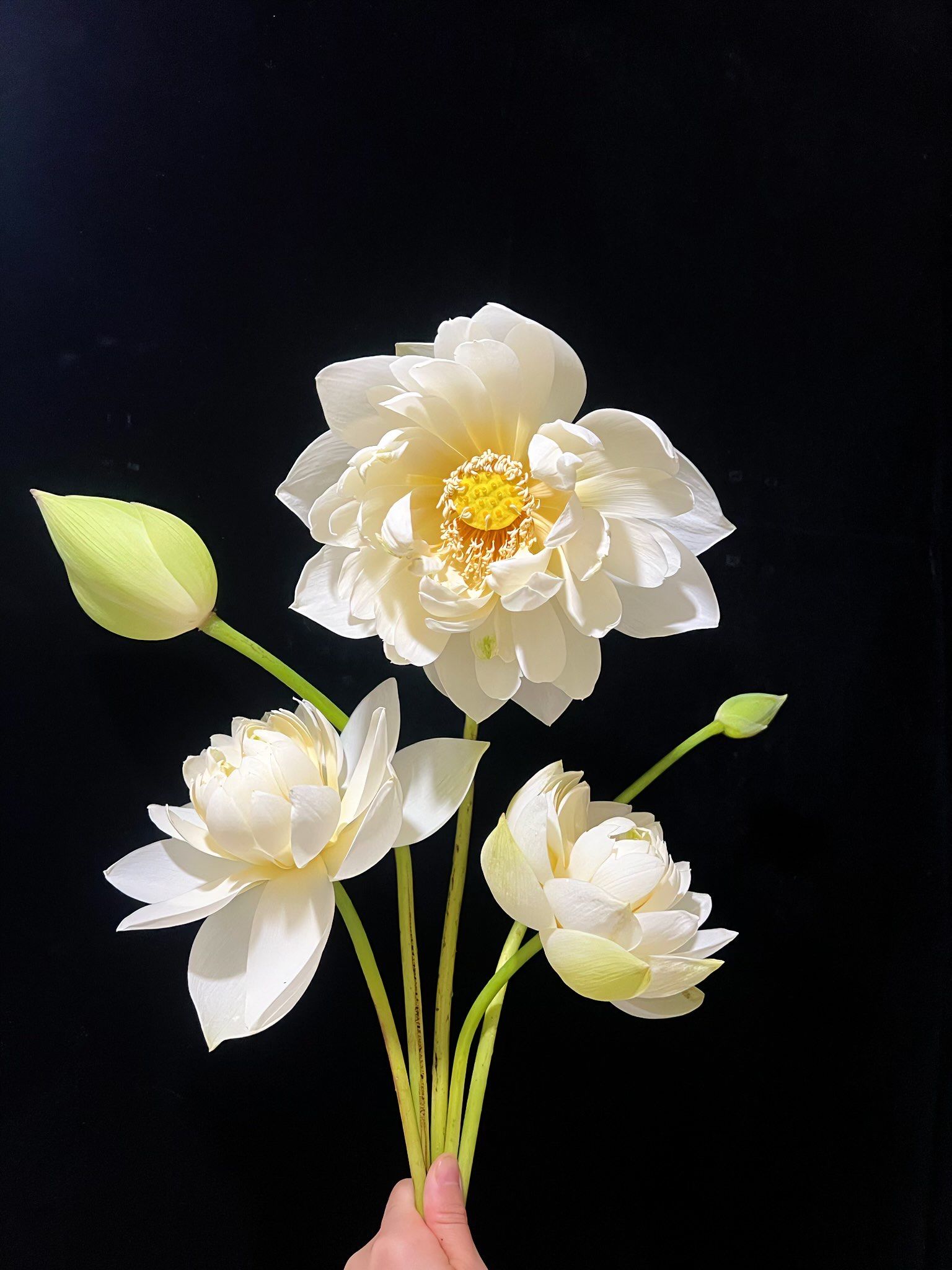 白莲花,夏日炎炎,好运莲莲