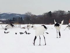 -钏路市丹顶鹤自然公园
