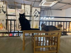 -豆逗聊愈猫阁Easy Life