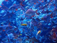 -成都浩海立方海洋公园