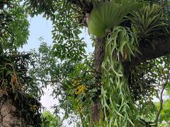 -中国科学院西双版纳热带植物园