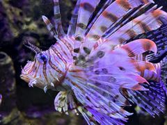 -太平洋海底世界