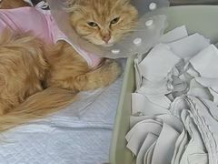 -达爱动物医院·犬猫分区·CT·复杂眼科(远洋山水分院)