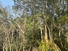 -中国科学院西双版纳热带植物园