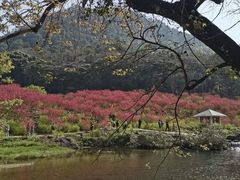 -广州市石门国家森林公园