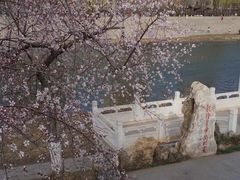 -桃花堤公园