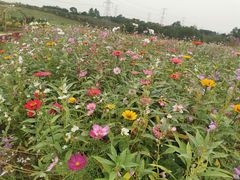 -紫颐香薰山谷景区
