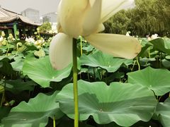 -莲花池公园
