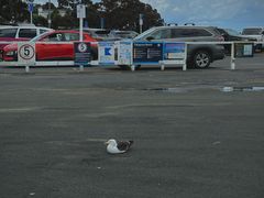 -Takapuna Beach Cafe