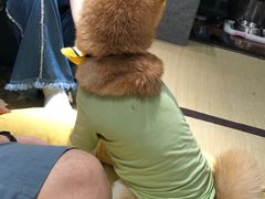 -逗柴咖啡屋·狗咖猫咖宠物桌游