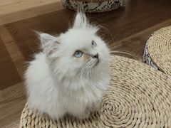 -楼上猫咖(罗湖店)