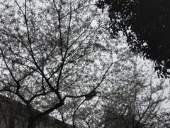 -武汉大学-樱园