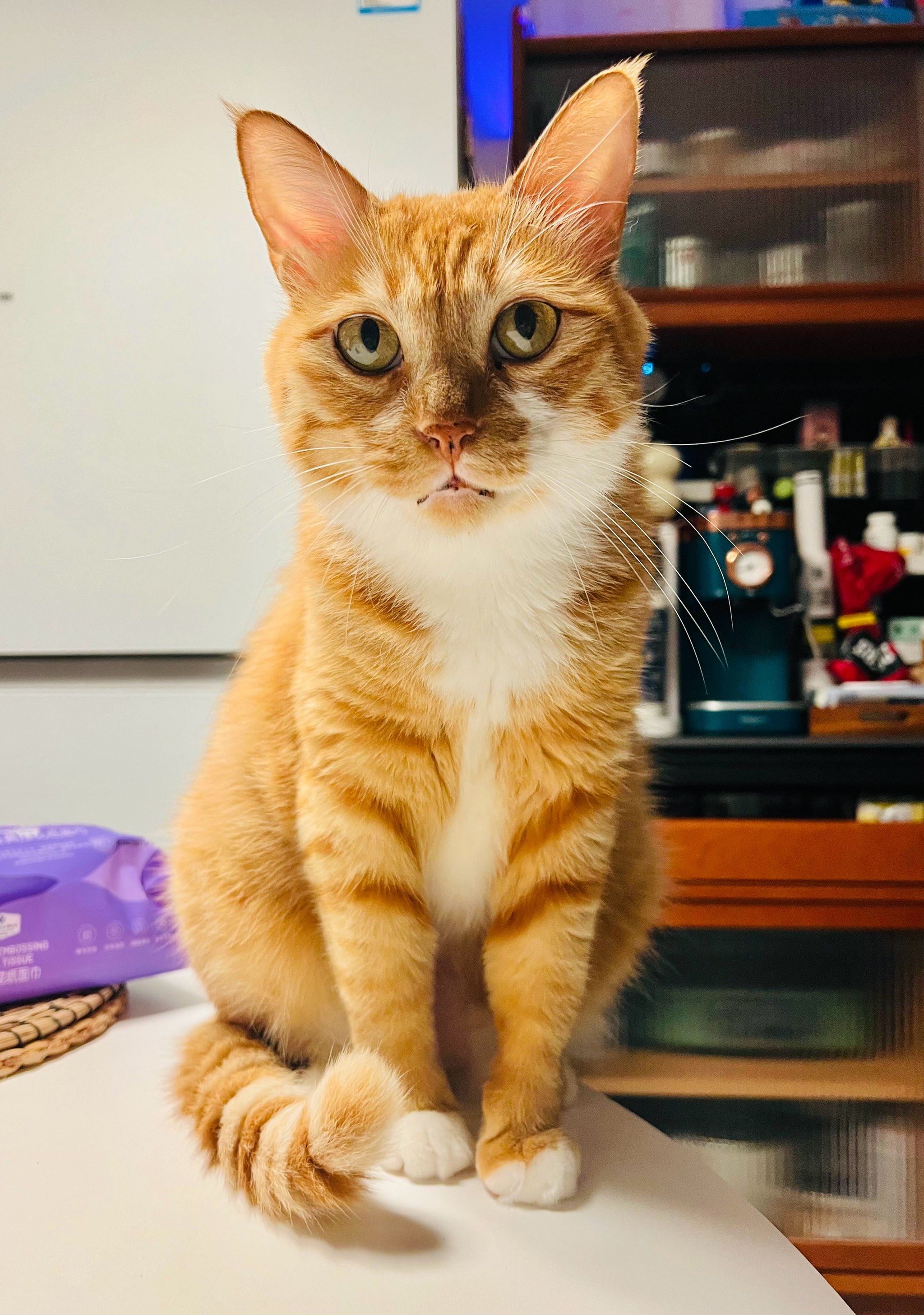 阿呆&醒醒&秋菊# 三只喵～🐱