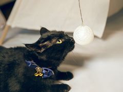 -超宠爱宠物摄影-Super pet