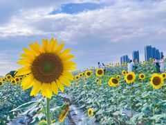 -光明小镇欢乐田园