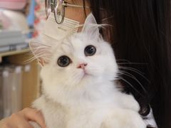 -momokira米努特·德文卷毛猫·棉花面纱犬