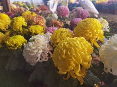 -华强阁菊花宴自助火锅店