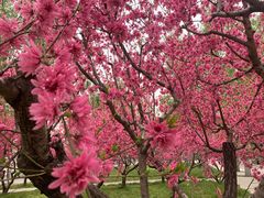 -莲花池公园
