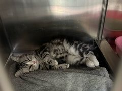 -瑞派福兴宠物医院犬猫全科·骨科·中西医结合(河东店)