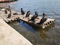 -楠溪江风景名胜区