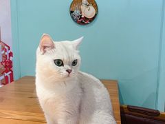 -猫小院猫主题餐厅(三里屯店)