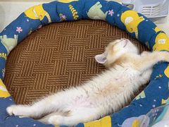 -糯米喵星人总部直营旗舰店·猫舍·幼猫出售