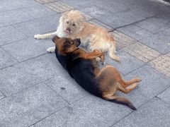 -曹杨八村
