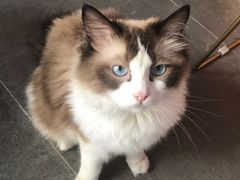 -喵屿·大理花园猫咖