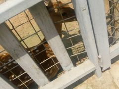 -意大利农场度假村