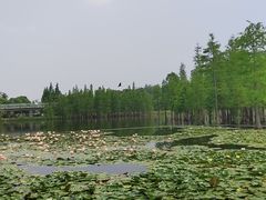 -白鹭湾湿地公园
