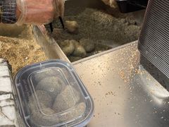 -叶氏麻糍(鼓浪屿店)