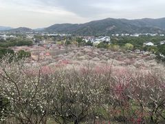 -香雪海