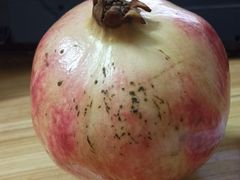 -PAGODA百果园(湛江城市美林店)