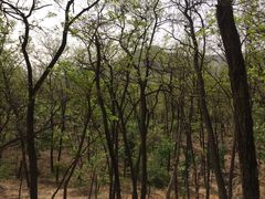 -阳台山自然风景区