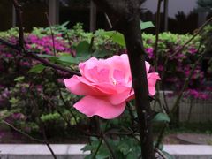 -四川大学(望江校区)