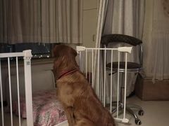 -波姐宠物家庭寄养