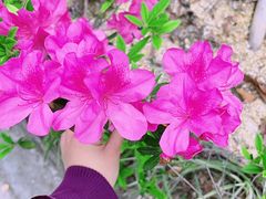 -广州市流溪河国家森林公园