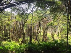 -东莞市大岭山森林公园
