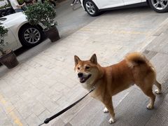 -米苏动物医院·犬猫专科·骨科外科内窥镜