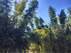 iphone_upload_pic-上海佘山茂御臻品之选酒店(原佘山艾美酒店)