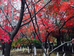 -白马涧龙池景区