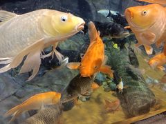 -上海海洋水族馆