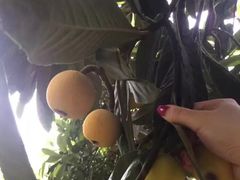 -苏州香山国际大酒店