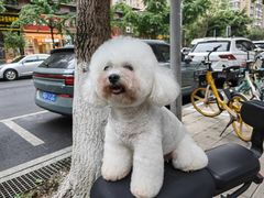 -帕帕拉兹宠物(亚洲旗舰店)