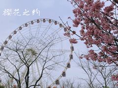 -顾村公园