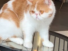 -飞行喵MR PILOT|猫舍·猫咖(静安大融城店)