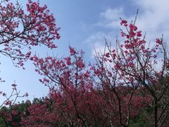 -深圳仙湖植物园
