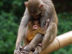 -西双版纳原始森林公园