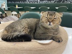 -安格丽娜·狗咖·猫咖羊驼咖(春熙路百盛商场店)