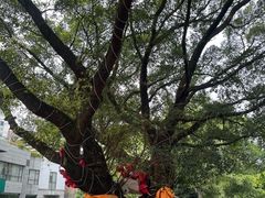 -桂妃御品油茶馆(阳桥店)